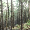 군위(춘천) 이미지