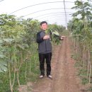 황칠나무집 이미지