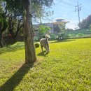 전원애견 | 공항 근처 애견호텔 24시간 상주 펫시터가 있는 전원주택 강아지호텔 후기