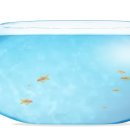 금붕어PC 이미지