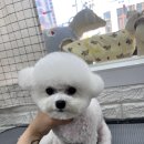 언니네 펫 이미지