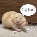 비타민 팜 오토캠핑장 이미지