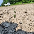 자연애흑염소팜 이미지