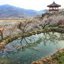 매화다리길 이미지