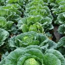 꿈의농장 이미지