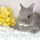 로던트클럽 강서마곡점 | 우리 집 토끼들을 소개합니다🐰