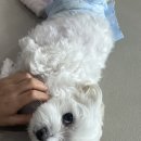 댕스히얼 이미지