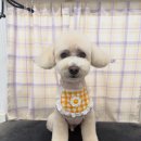탱스땡스 이미지