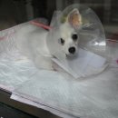 우리들동물메디컬센터 이미지