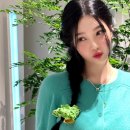 조이식물 이미지