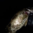 보성강6 이미지