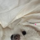 댕이 데이 이미지