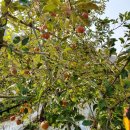 김삿갓사과농원 이미지