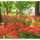 선운사꽃무릇 이미지