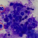 24시 연희동물의료센터 이미지