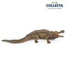 사르코수쿠스 이미지