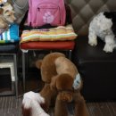 콜라네 펫살롱 이미지