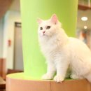 카페 캣츠 이미지