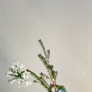 레겐보겐 네이버블로그