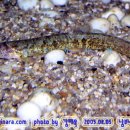 어류도감 이미지