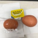 에스유유 | 에그패스팅이란?!!! 주의사항 꿀팁 방법 식단 후기_에그패스팅 1일차