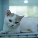 천안 고양이분양 도로시펫 | 도산동고양이분양 보면 볼수록 신기한 것 같아요