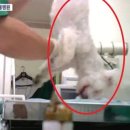 라이프 동물병원 이미지