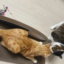 바스테트(Bastet) 이미지