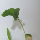 하연옥수수