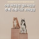 수원 애견동반 셀프사진관 부록 스튜디오 강아지 셀프촬영 후기