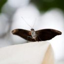 행복한 꽃 이미지