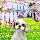 댕댕월드&퍼피 이미지