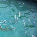 엘마르펜션 이미지