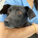 댕과댕빵 이미지