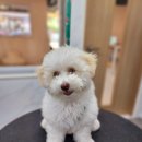 반짝반짝내작은개 이미지