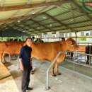 서귀포시축협 이미지