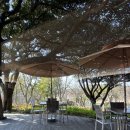 제주뮤지엄컴플렉스(주) | 제주 오설록 티뮤지엄 방문 후기 – 제주 서쪽 필수 코스, 녹차와 감성의 만남
