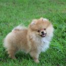 Pom생Pom사 이미지