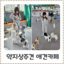 약지애견카페 | 인천아이와함께 가기 좋은 약지상주견애견카페 강아지카페 후기