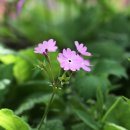 송이용소 이미지