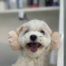 다올 그루밍 이미지