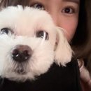 그레이프 독 네이버블로그