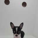 천지추 애견샵 이미지