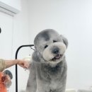 하나애견샵 이미지