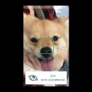 파이리코 이미지