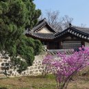 푸른환경(주) | 화성 아이랑 가볼만한 곳 철쭉이 한창인 융건릉 봄 나들이 후기 (+무료 입장, 맛집)