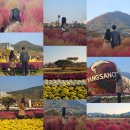 중부농수산물(주) | [양산 데이트] 가을 가볼만한 곳-11월 양산 황산공원 :국화축제/댑싸리 구경하며 데이트 즐기기♥️