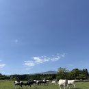 명기목장 | 제주 아침미소목장 | 10개월 아기랑 | 무료입장 | 제주 가운데 동쪽 가볼만한 곳