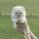 김해 강아지분양 고양이분양 도그하우스 대성점 이미지