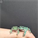 쥬벅스 이미지